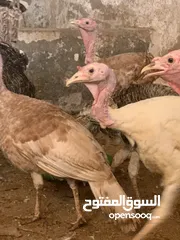  3 رومي ديوك و اناثي