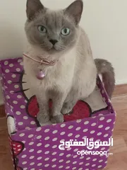  12 قطه سيامي و كتنز كتن بيبي 3 شهور ابيض و قط شوكلت   وبصحه ممتازه  سعر رمزي تبني للتبني بسعر بسييط جدا
