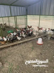  1 للبيع دجاج بلدي