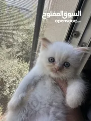 1 بسس هيمالايا مكس عمر شهرين للبيع