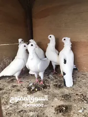  6 حمام ارافل 