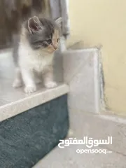  6 قطط عدد 2 للبيع جميلات