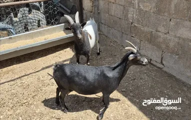  5 جوز ماعز قزم نوادر
