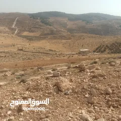 11 قطعة ارض شرق جرش مرويه من بئر ارتوازي مطله ومرتفعه بسعر مغري متوفر أكثر من 50 قطعه في نفس المنطقه