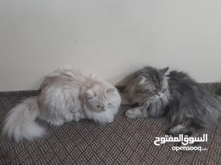  3 قطط شيراسي