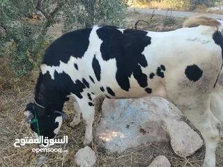  4 بكيره عشار 4 شهور ونص