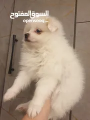  5 جراء بوميريان عمر شهرين