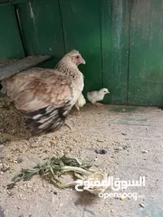  1 للبيع دجاجه عربيه مع اربع فروخ