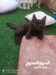  6 قطة يورك الأمريكية النادره