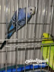  29 طائران من طيور الحب ( البادجي ) عرض جديد