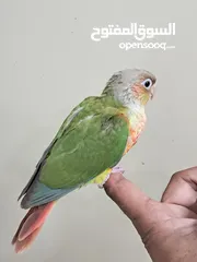  3 pineapple conure 3.5 months old