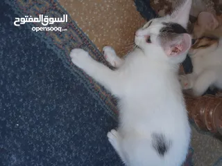  10 قطط صغيرة للتبني