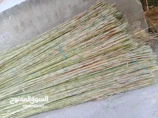  3 قصيب لدعم الشتال ولمعرشات موجود كميات كبيرة