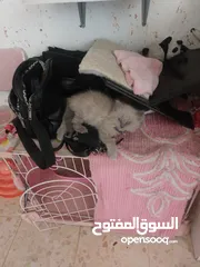  10 قطة أنثى (كتنز )نوع هملايا للبيع
