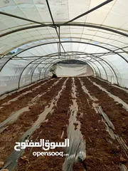  1 بيت بلاستيك