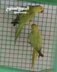  1 متوات خضران العمر مناسب للتدريب وللتحدث