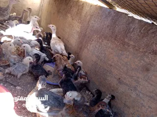  1 صيصان للبيع