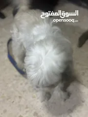  4 كلب زينه مخلص مطعيم معها دفترمطعيم