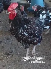  4 للبيع ديكين نوع ساسكس عمر خمس شهور