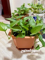  2 Home Indoor Plants for decoration