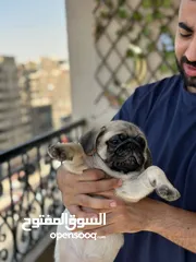  4 جراوي بج، pug puppies