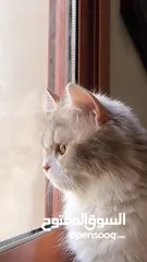  6 للتبني قطه شيرازيه العمر 6 سنوات ( صغيره الحجم )