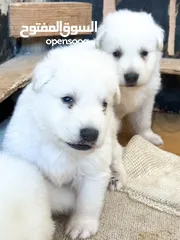  1 Pure white German shepherd puppies يراوه بيور وايت جيرمن