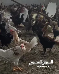  3 Omani Chikens دجاج عماني  2 months