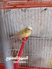  7 أنثى ليموني شغاله معبيه بدها تبيض مع قفص 3  مخاليف كنار الأنثى ليموني عمر 5 أشهر مع قفص السعر 9