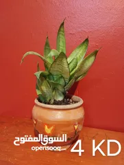  5 Air cleaning indoor plant for sale