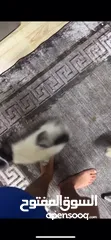  2 كلب فرنسي للبيع