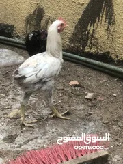  2 ديوجة مخاليف للبيع