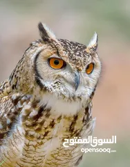  1 فرخ البوم فرعوني تواصل واتساب
