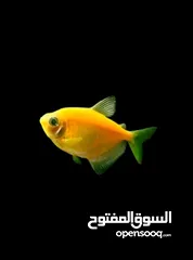  4 حوض سمك كبير او صغير او وسط على اختياركوا
