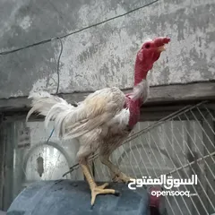  6 دجاج عرب وبشوش مصري