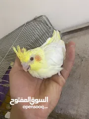  16 فراخ كوكتيل للبيع+قفاص مستعمله شبه جديده جديده قابل للبدل ع كوكتيل شغالات