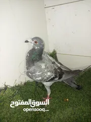  7 حمام كش للبيع كوم