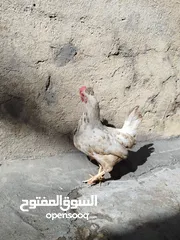  2 دجاج عرب 3