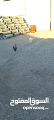  10 ديوك فيومي