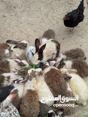 7 بيع ارانب عمانية