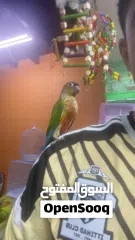  3 للبيع كنيورات اليفه