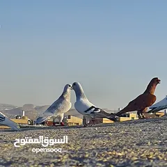  2 13 حبه فيهن طيره وحده طيور حمام وقويات كشهن بيدك ب 30 ليره كوم مع بعض  الزرقا جبل رحمه