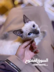  2 قط ذكر هملايا جكليتي عمر 4شهور بضحه ممتازه خالي من الامراض