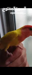  4 روز ذكر بجنن لونه بسعر منيح