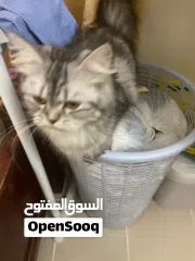  2 Persian cat for free adopt