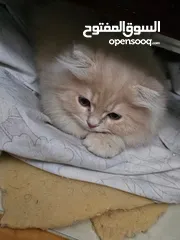  6 قط شيرازي  شامبين كرميل ذكر شعر طويل جدا