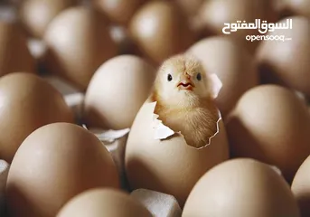  1 مطلووب بيض للتفقيس بسعر مناسب. ابعث شو عندك و قديش
