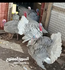  1 بسم بالله ماشاء الله متوفر 8 صيصان حبش ازرق سلفر البزره الاصليه تعال شوف بعينك الأهالي الون سلفر 8