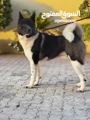  2 Akita, German Shepherd, Doberman & Shih tzu