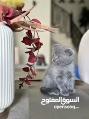  6 قطط سكوتش وبريتش